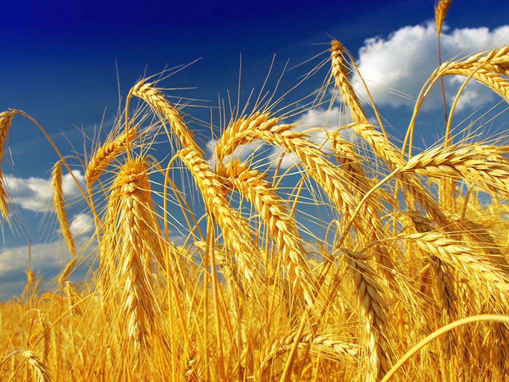Закупки зерна в госфонд РФ начнутся 1 августа, план на первый день - 16,2 тыс. т - НТБ